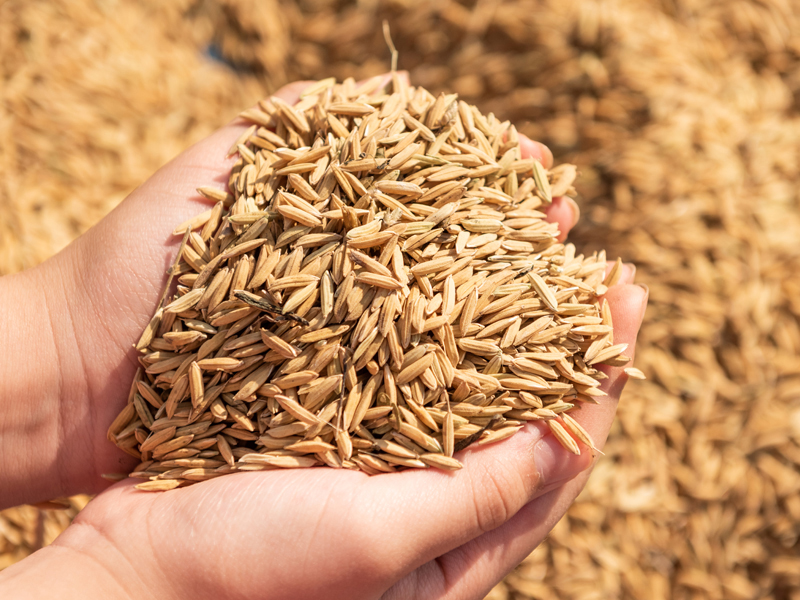 Paddy Procurement & Milling